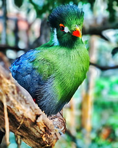 green and blue bird perched on brown tree branch thumbnail