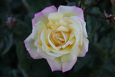 plant, flower, macro, rose thumbnail