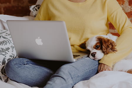 A woman in a yellow sweater with a sweet dog uses a laptop thumbnail