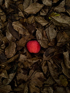 red apple fruit thumbnail