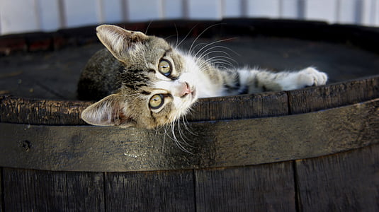cat on top of barrel thumbnail
