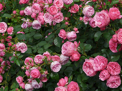 pink petaled flowers blooming at daytime thumbnail