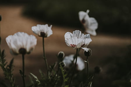 photo of white petaled flowers in bloom thumbnail