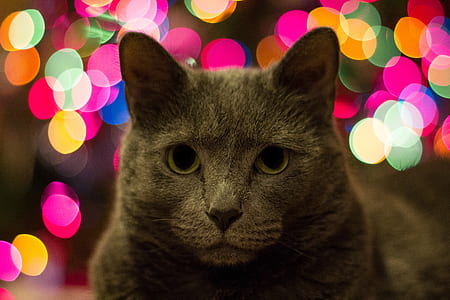 lights, animal, pet, cute thumbnail