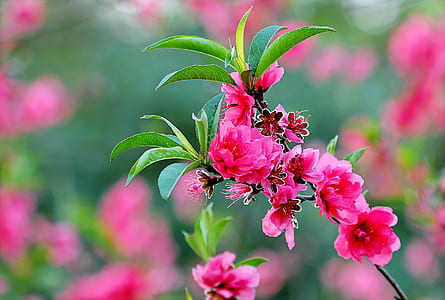 Pink Flowers thumbnail