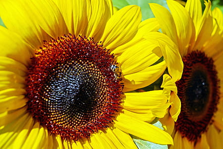 closeup photo of two sunflowers thumbnail