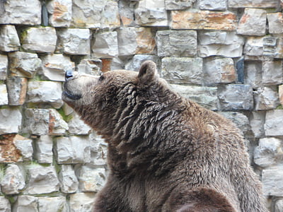 gray bear beside concrete wall thumbnail