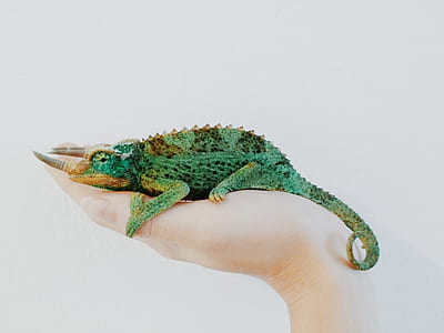 green chameleon on person's palm thumbnail