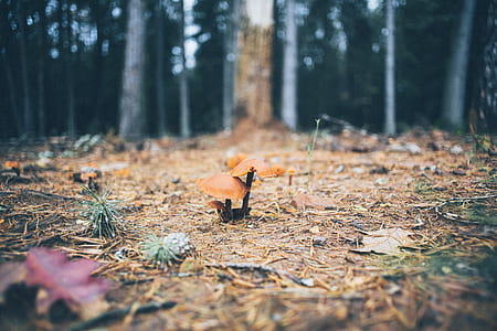 orange fungus on ground surrounded with trees thumbnail