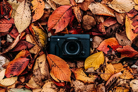 autumn leaves thumbnail