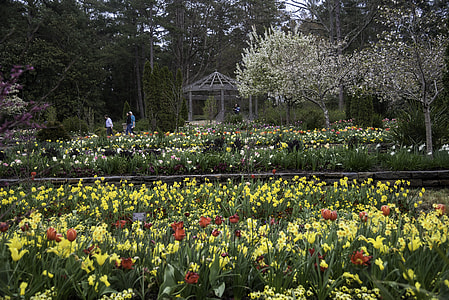 Flower terraces in Duke Gardens in Durham, North Carolina thumbnail