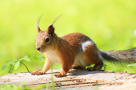 selective focus photography of brown and white rodent on wood thumbnail