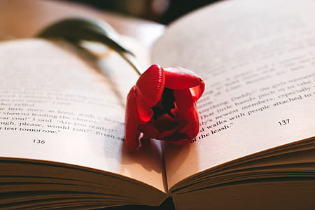 Red Petaled Flower Between the Book Page thumbnail