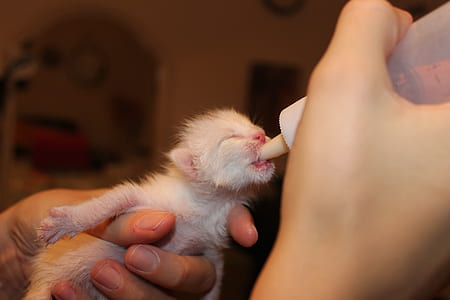 person holding white feeding bottle thumbnail