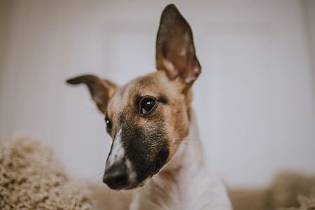 brown and white dog thumbnail