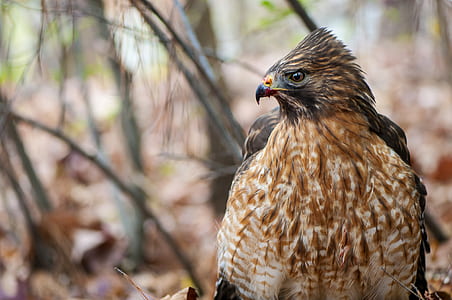 selective photo of brown and black bird thumbnail