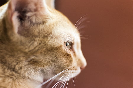 orange cat selective photography thumbnail