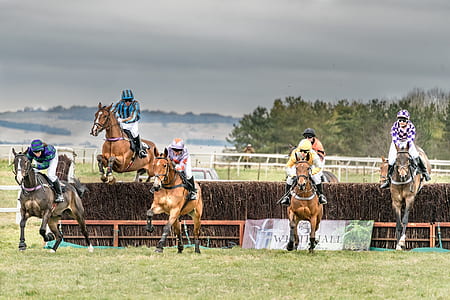 group of riding horses on green grass field under gray sky thumbnail