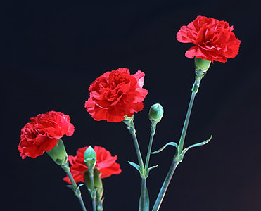 red carnation photo thumbnail
