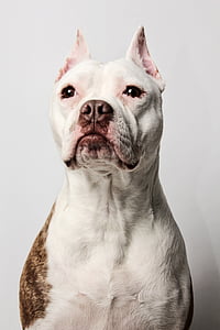 adult white and brown American bulldog thumbnail