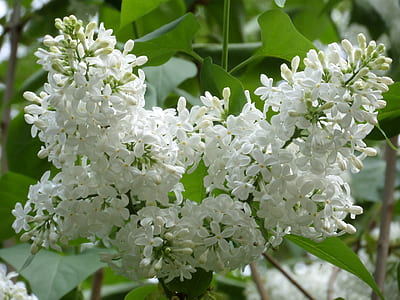 selective focus photography of white petaled flowers thumbnail