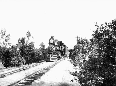 Southern Pacific Railroad train through an orange grove in Riverside, California thumbnail