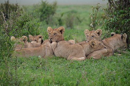 Tan Lionesses on Green Field during Daytime thumbnail
