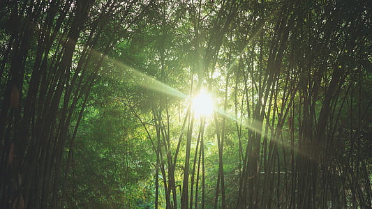 bamboo trees with sun thumbnail