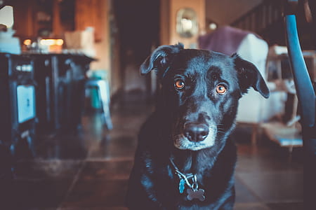adult short-coat black dog thumbnail