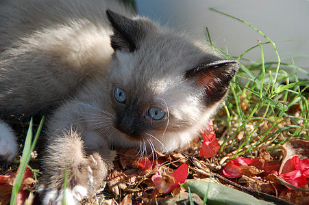 photo of brown and black kitten thumbnail