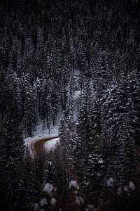 bird's eye view of forest during daytime thumbnail