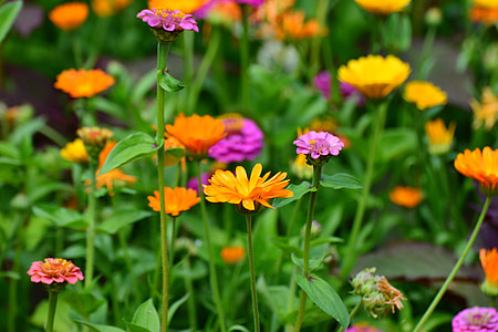 close-up photo of orange petaled flowers thumbnail