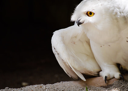 white owl thumbnail