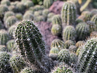 selective focus photography of green cactus plant thumbnail