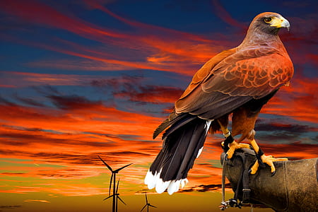 bald eagle painting thumbnail