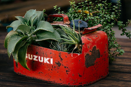 green succulent plant on red can thumbnail