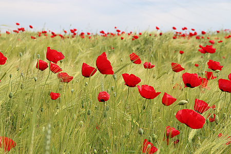 red poppy field at daytime thumbnail