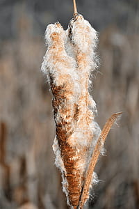 brown cocoon thumbnail