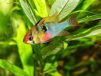 closeup photo of multicolored pet fish thumbnail