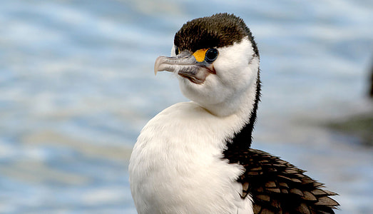 Pied Shag -  Phalacrocorax varius thumbnail