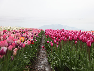 landscape photo of pink tulip flower field in front of mountain during daytime thumbnail