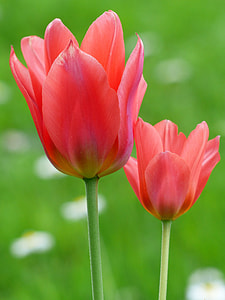 macro photography of pink petal flowers thumbnail