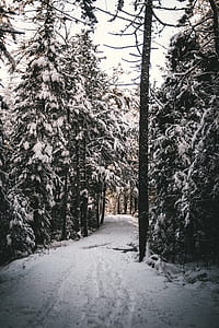 landscape photography of trees covered with snow thumbnail