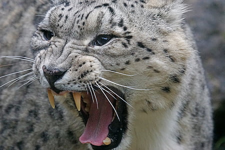 close-up photography of leopard thumbnail