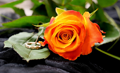 orange rose and gold-colored ring in macro photography thumbnail