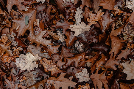 Autumn walk to the forest in foggy weather thumbnail
