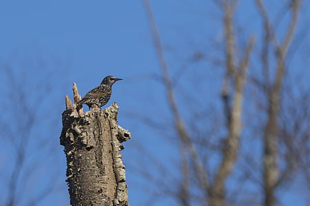Brown Bird on Top of Brown Tree Trunk thumbnail