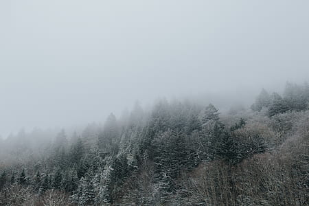 green trees covered with ice thumbnail