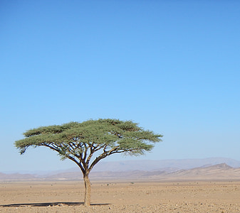 landscape photography of green leaf tree thumbnail