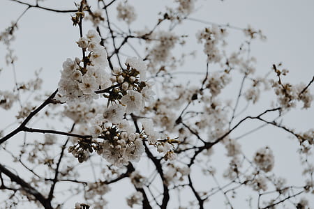 white flowers thumbnail